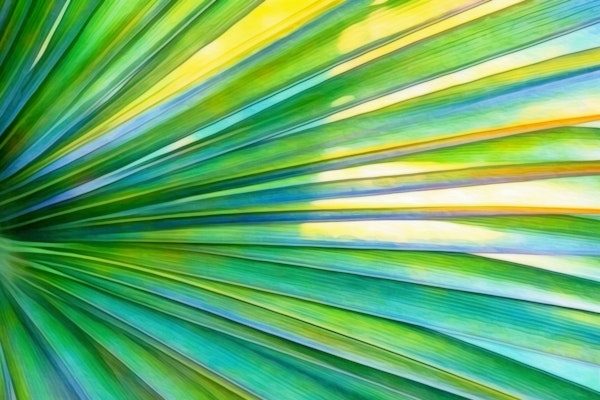 Tropical Aloha Feeling