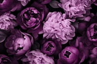 Atmospheric Flower Reverie Purple Pink papiers peint