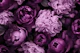 Atmospheric Flower Reverie Purple Pink