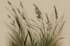 Scandinavian Japandi Meadow