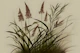 Scandinavian Japandi Garden