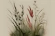 Moody Japandi Floral