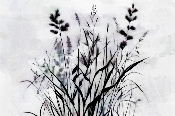 Wild Flowers Mystery