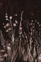 Mystic Wild Flower Meadow tapete