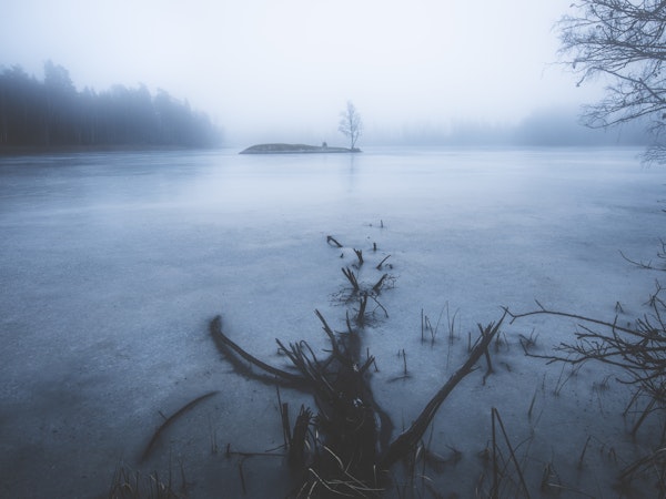 Dead tree vs alive tree