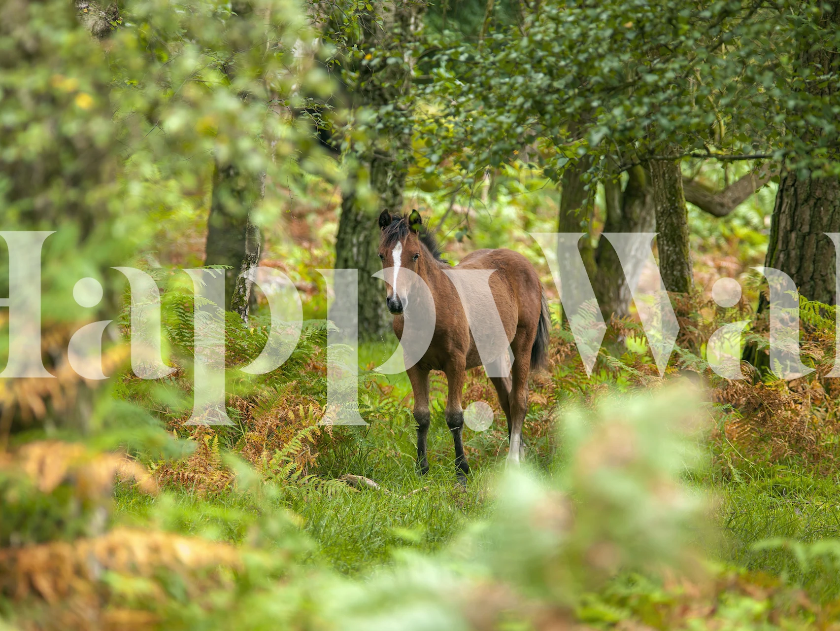 Murale New Forest Nomad représentant un cheval dans une forêt luxuriante