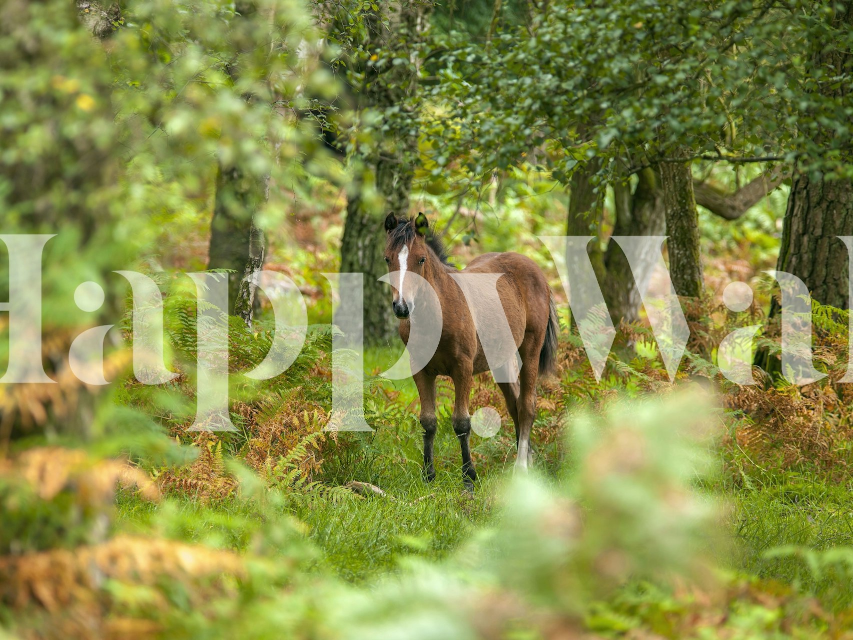 New Forest Nomad wall mural featuring a horse in a lush forest