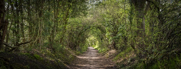 Spring's Pathway Unveiled