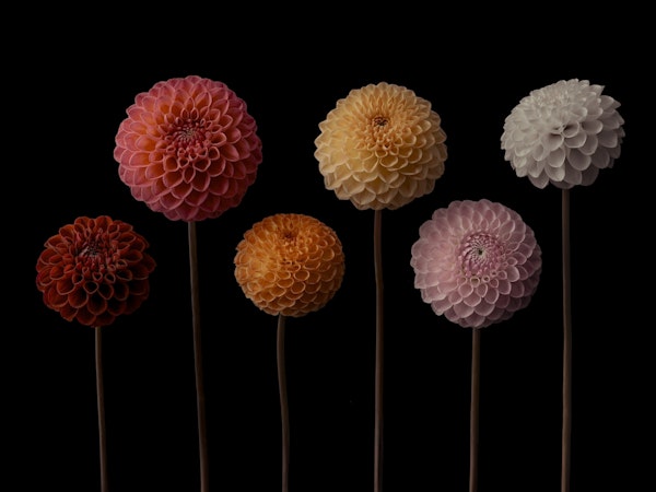 Dazzling Dahlia Delights