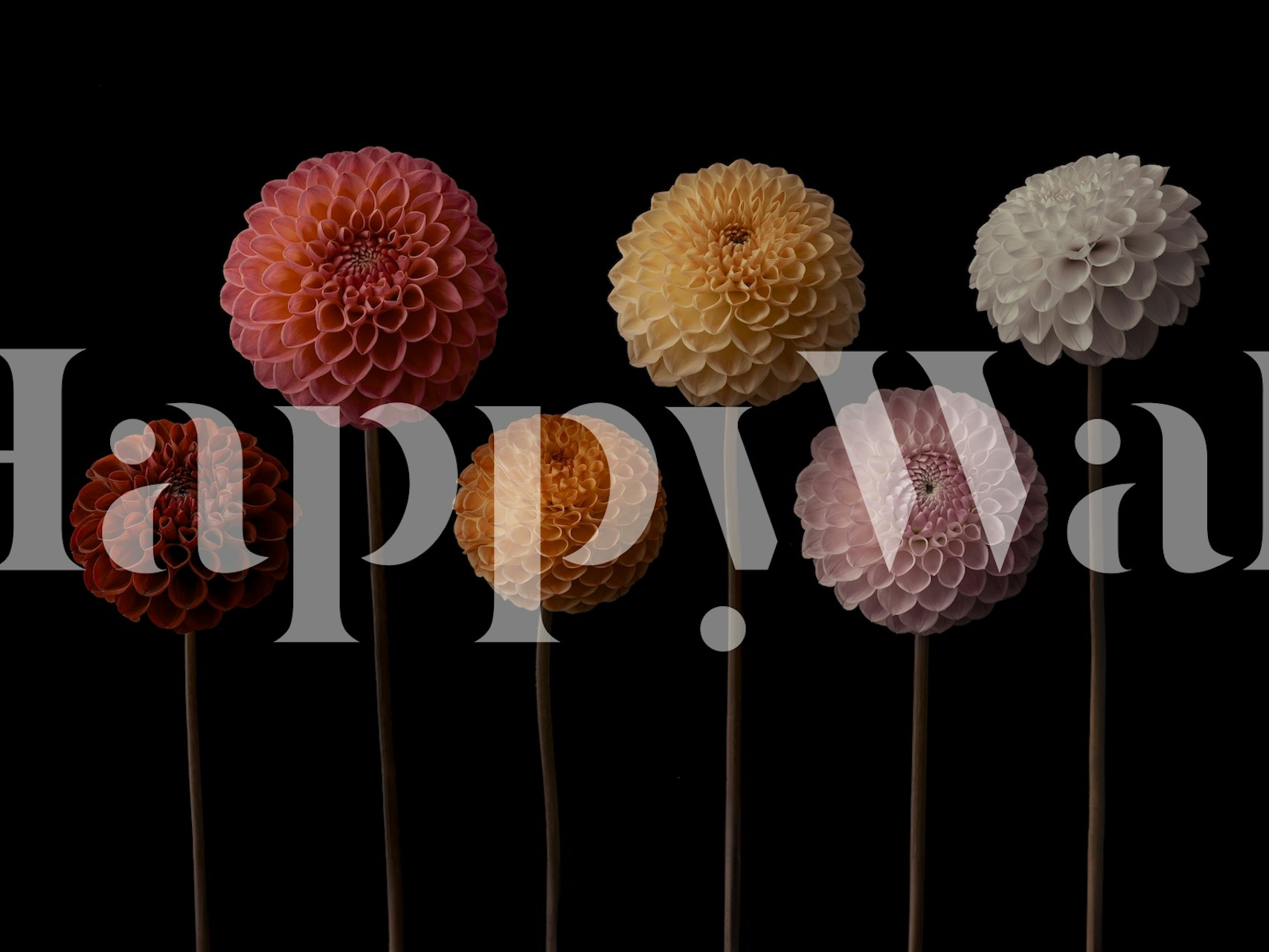 Fototapeta Array of Dahlia flowers na tmavém pozadí