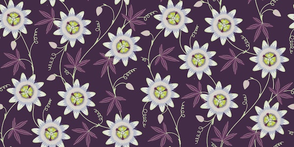 Climbing passionflower on dark purple