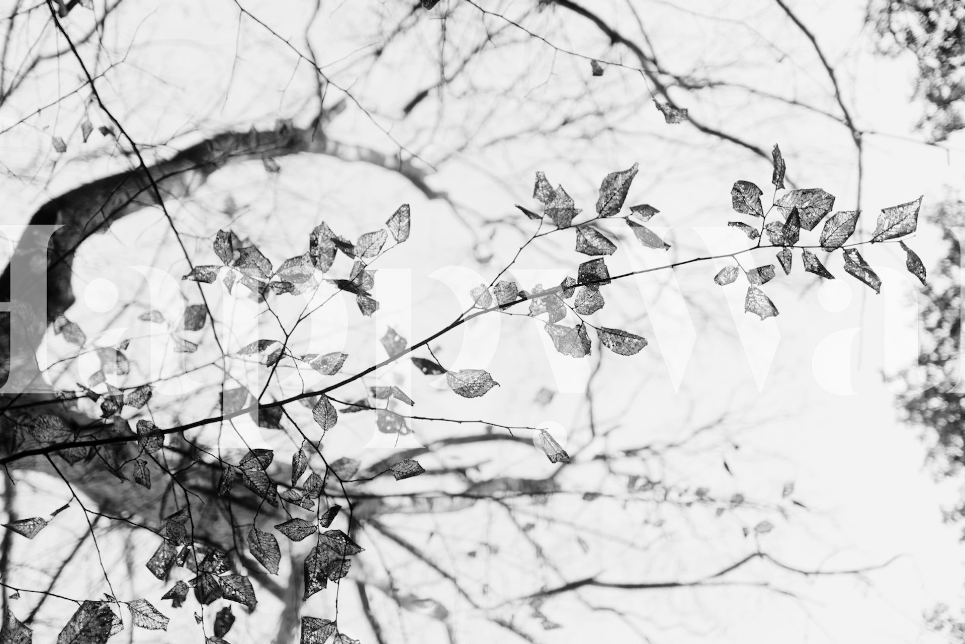 tapeta Tree Birch Skeleton Leaves u sobi