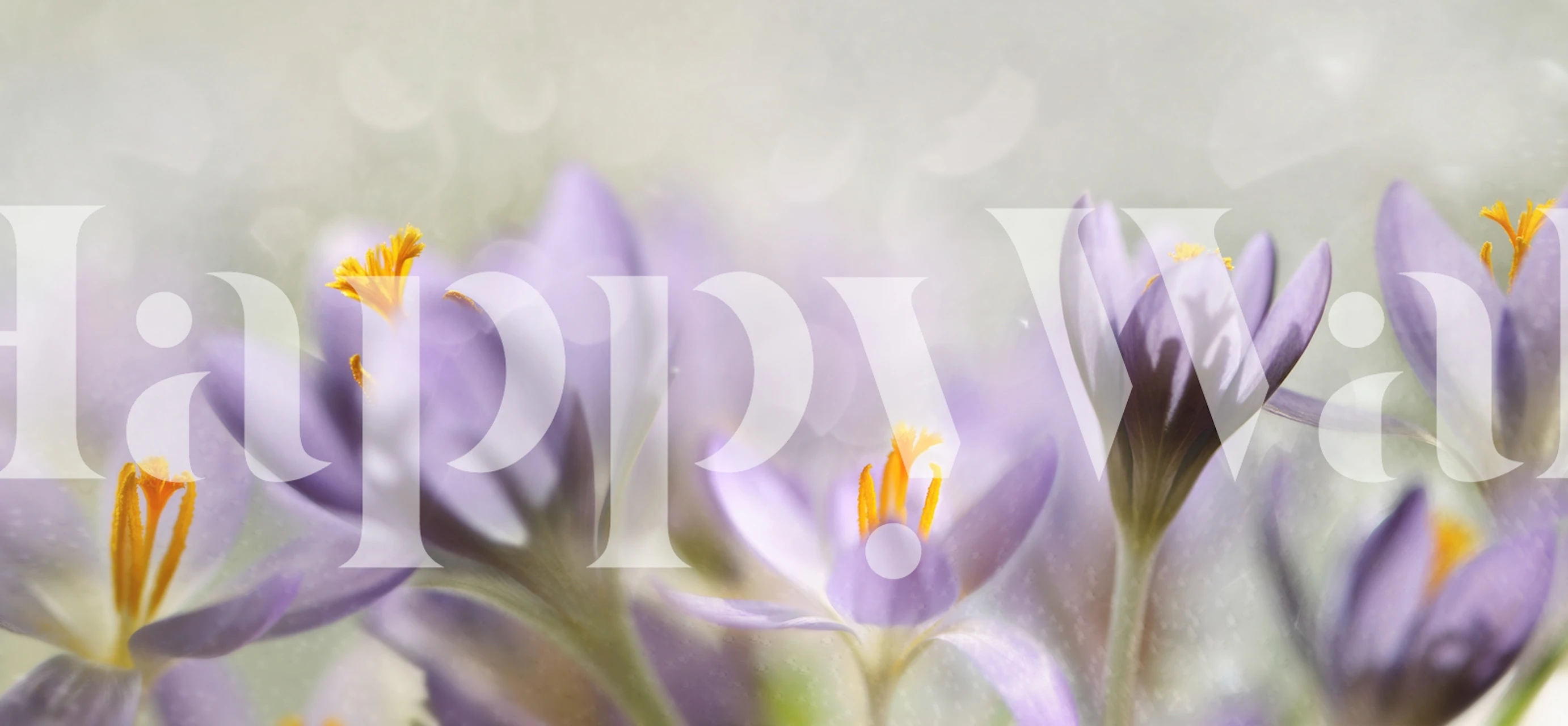 Purple flowers with orange accents in soft focus wallpaper