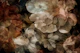 Moody Fall Flowers