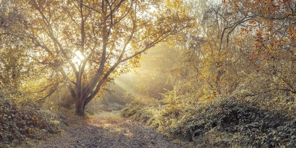Sunrays through tree in autumn forest