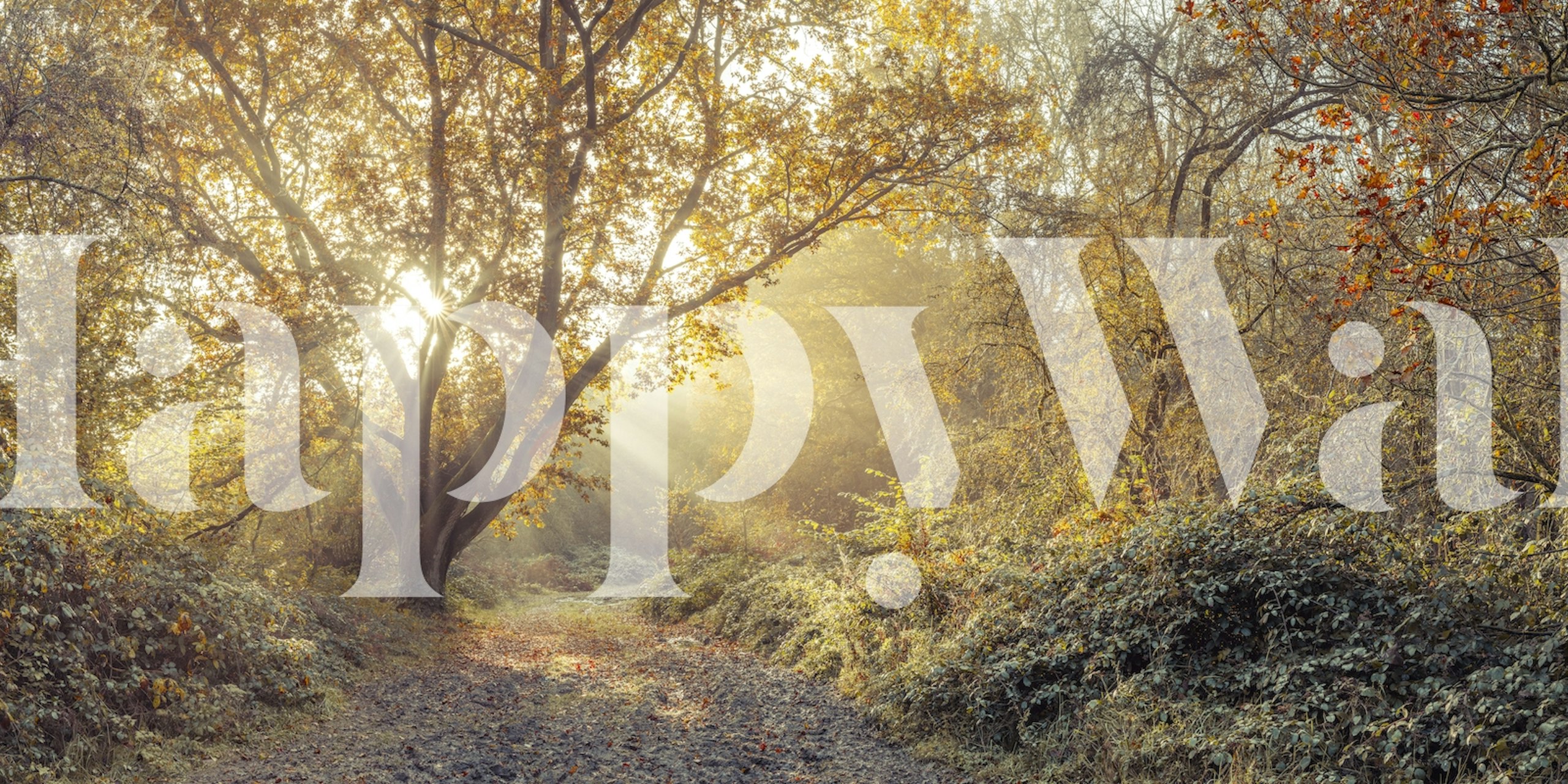 Sunrays through trees in autumn forest wallpaper