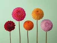 Vibrant Dahlias carta da parati