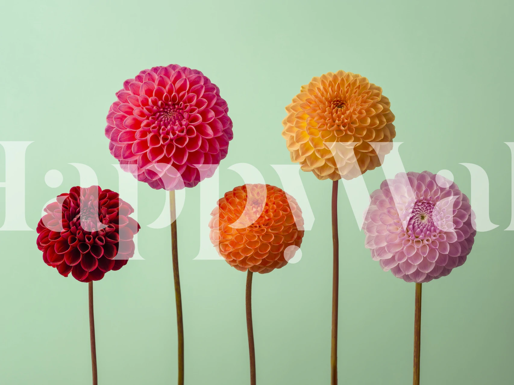 Tapeta Vibrant Dahlias v pokoji