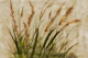 Japan Grass on Neutral Brush Paint