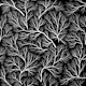 Frozen Branches 1 Black and White