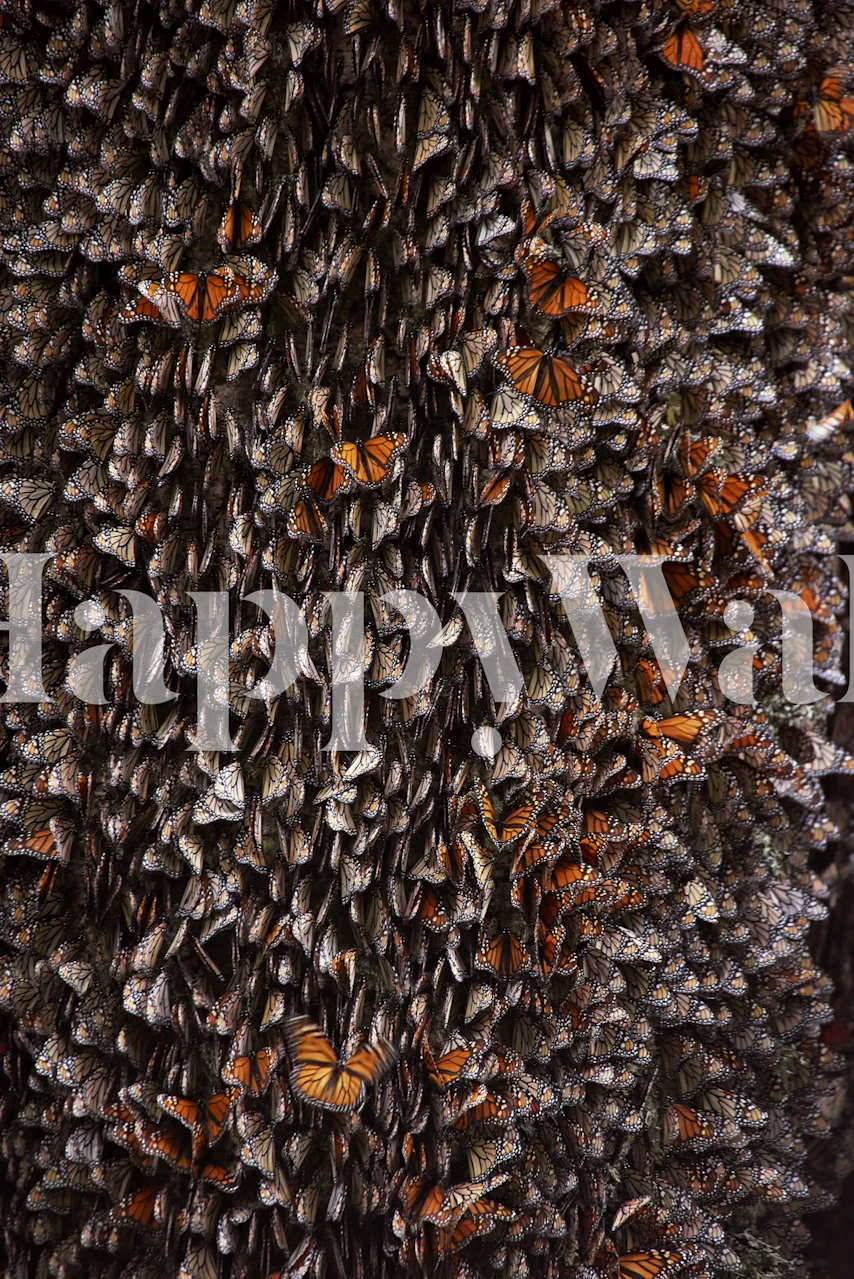 Monarch butterflies resting on tree bark in orange and brown tones wallpaper