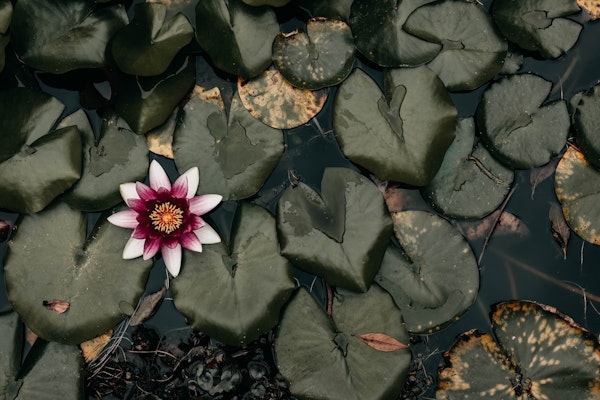 flower water lily pad