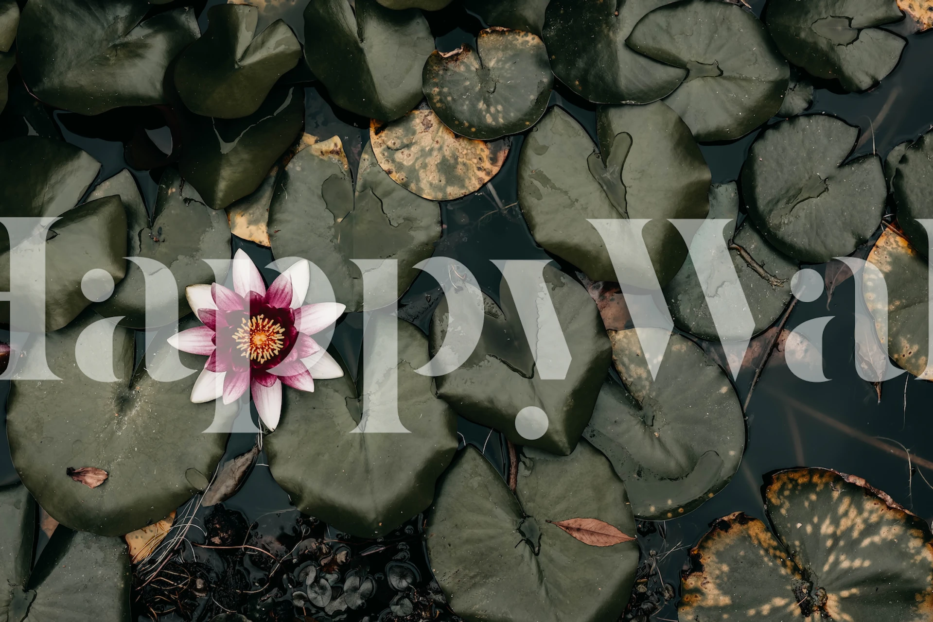 Flower water lily padTapettisuunnittelu