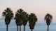 Sunset Palm Trees Dream 1