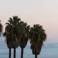 Sunset Palm Trees Dream 1 tapety