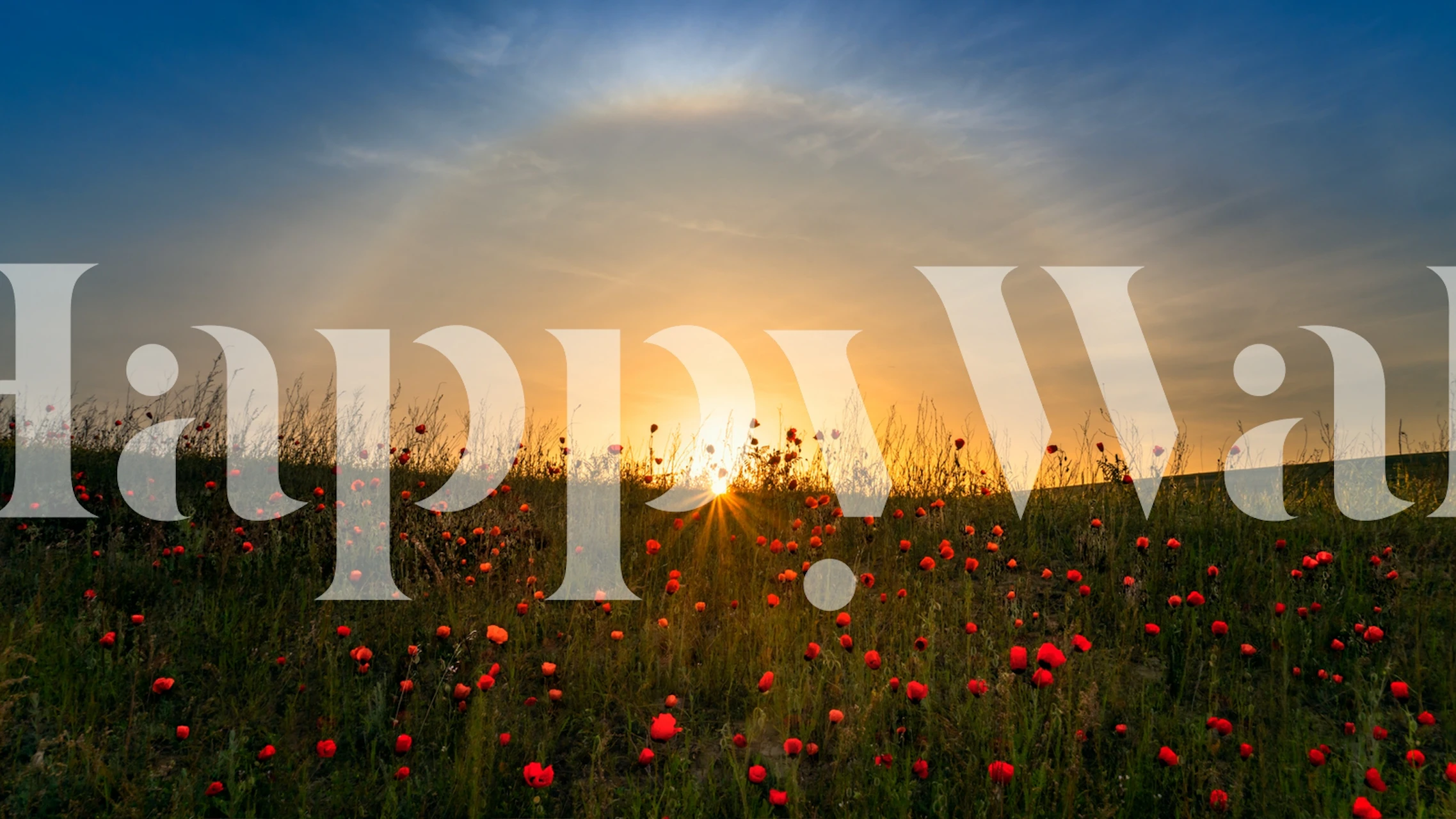 Red poppies and sunrise wallpaper in a room