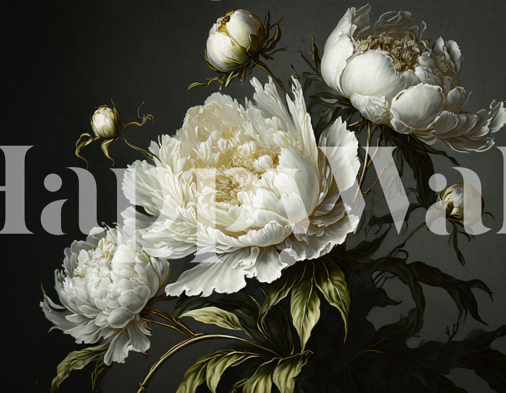 Huge white baroque peonies with green leaves on dark background wallpaper