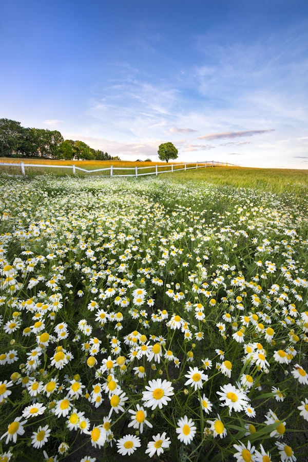 Daisyfield in Sweden