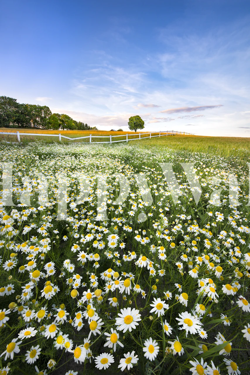 Daisyfield tapet med ett fält av prästkragar