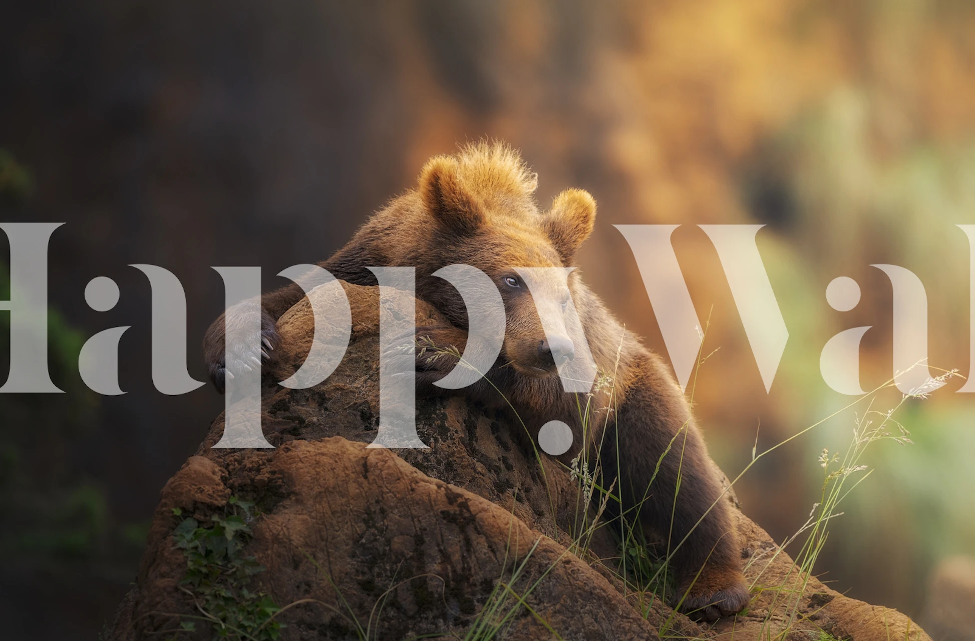 Bear resting with a soft-focus forest background wall mural