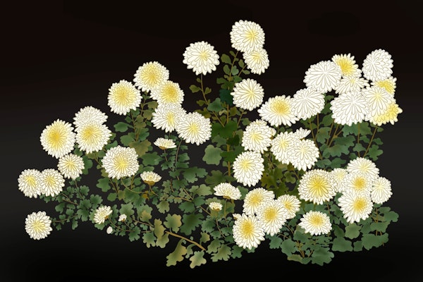 White Chrysanthemums 1