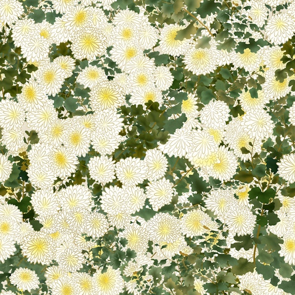 White Chrysanthemums 3