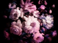 Antique Day Dream Floral wallpaper