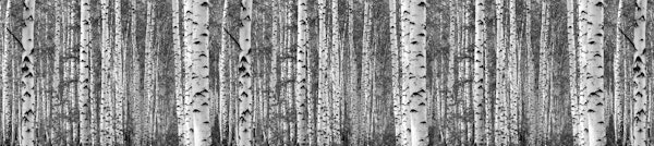 Birch trees black and white xxl