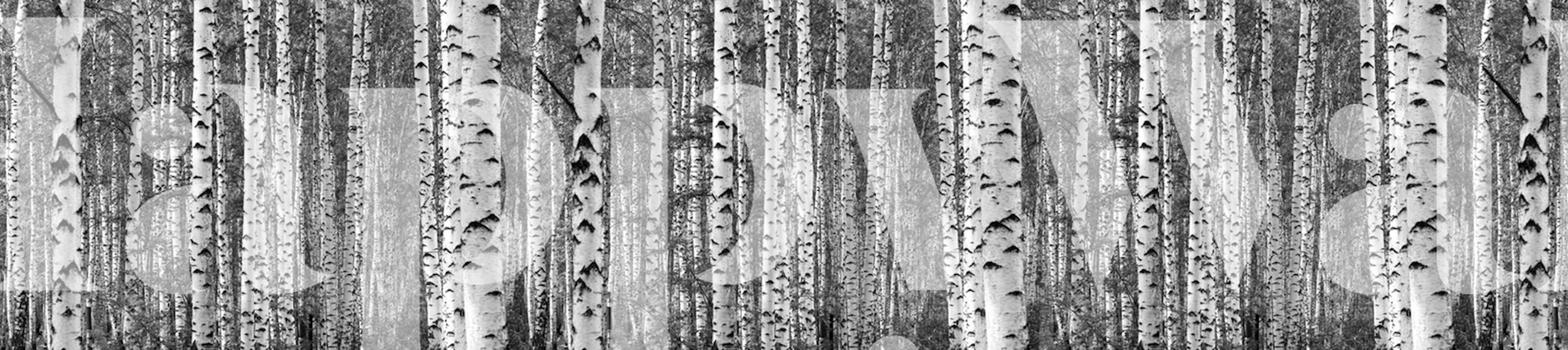 Birch trees black and white wallpaper in a room