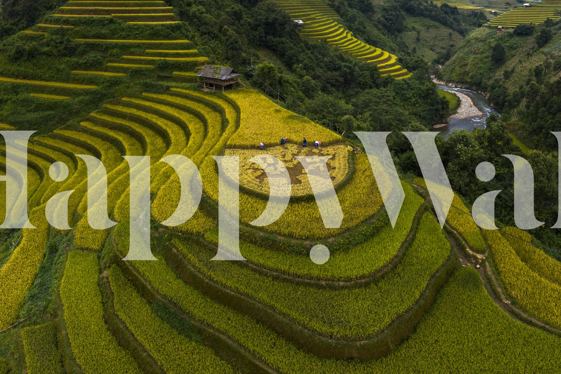 Rice terraces with green and yellow patterns wallpaper
