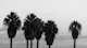Sunset Palm Trees Dream 2