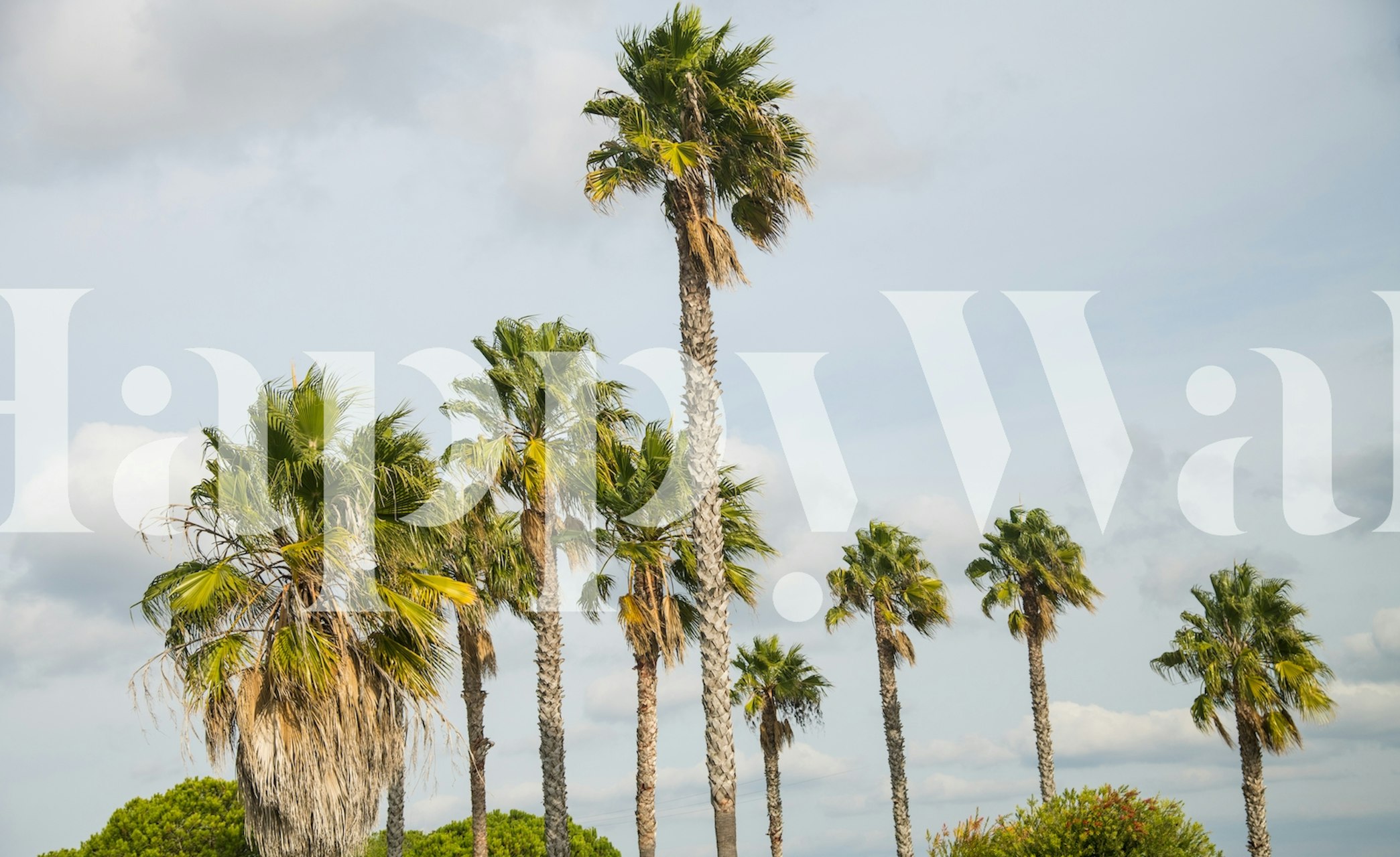 Tall palm trees with green fronds against a cloudy sky wallpaper