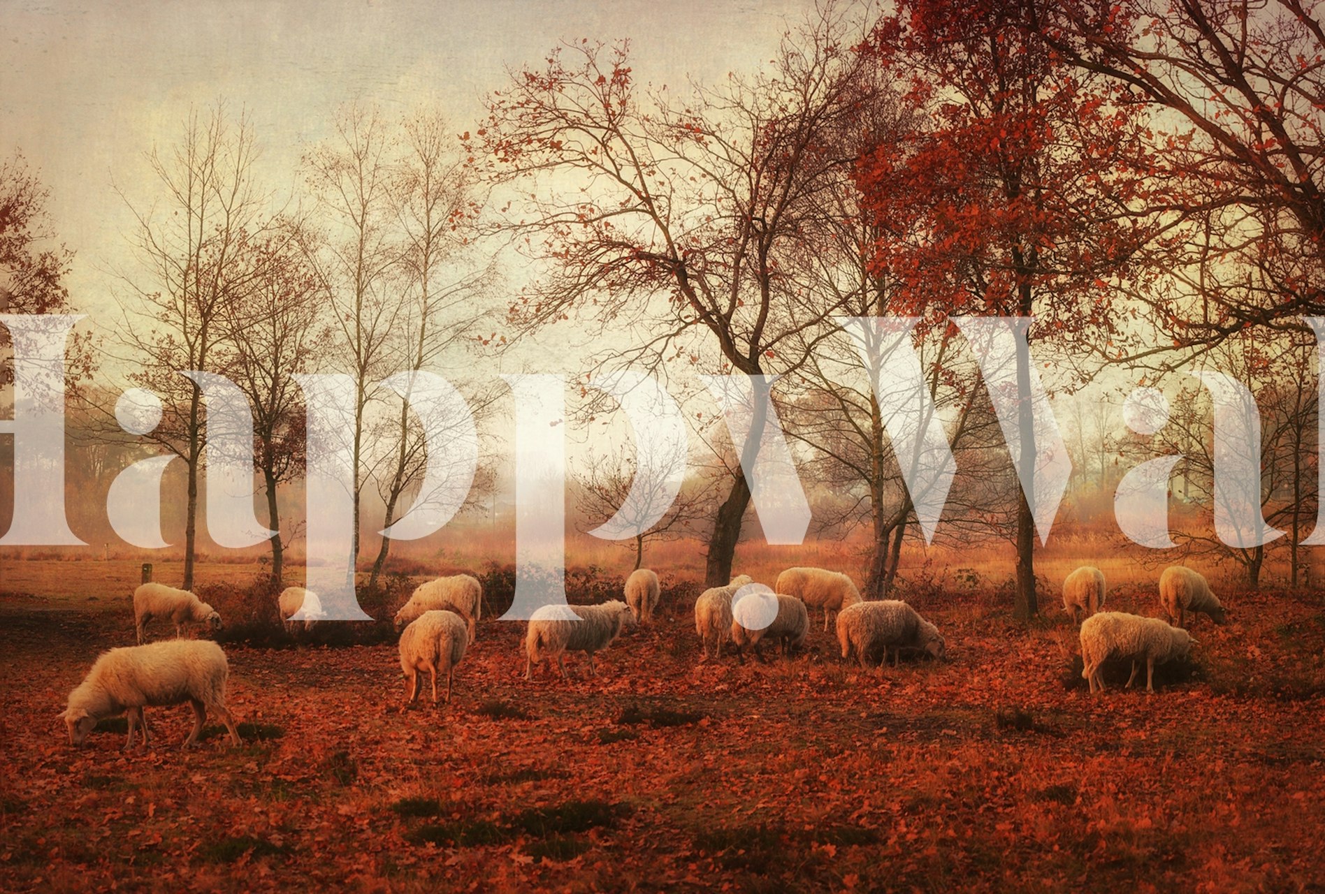 Sheep grazing in an autumn landscape with warm fall colors wallpaper