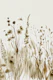 Antique Wild Flowers