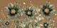 Flowers Spring Mocha