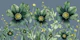 Flowers Spring Azure