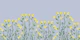 Flowers Happy Azure