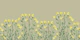 Flowers Happy Forest