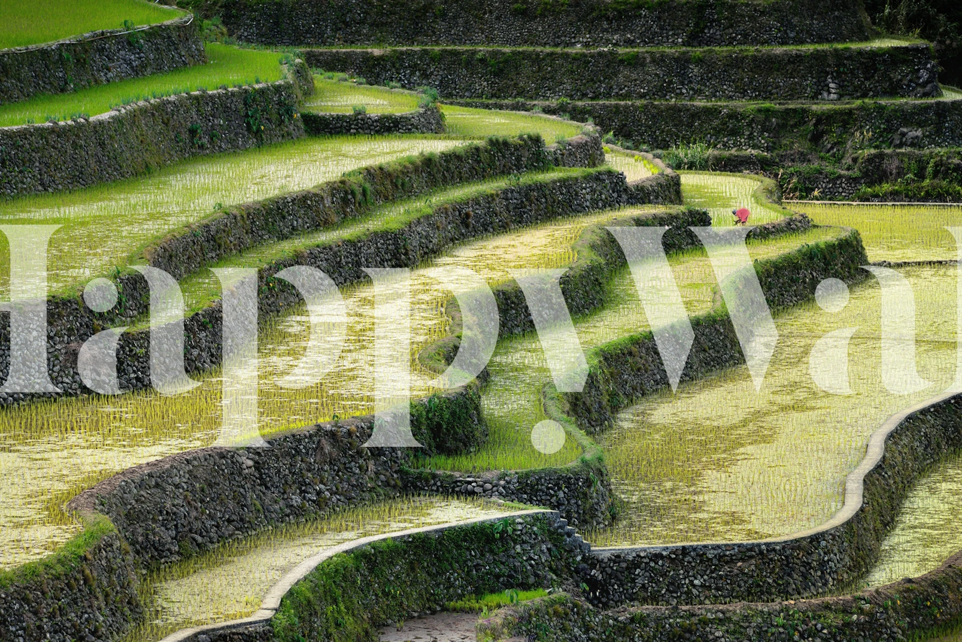 Green rice terraces landscape wallpaper