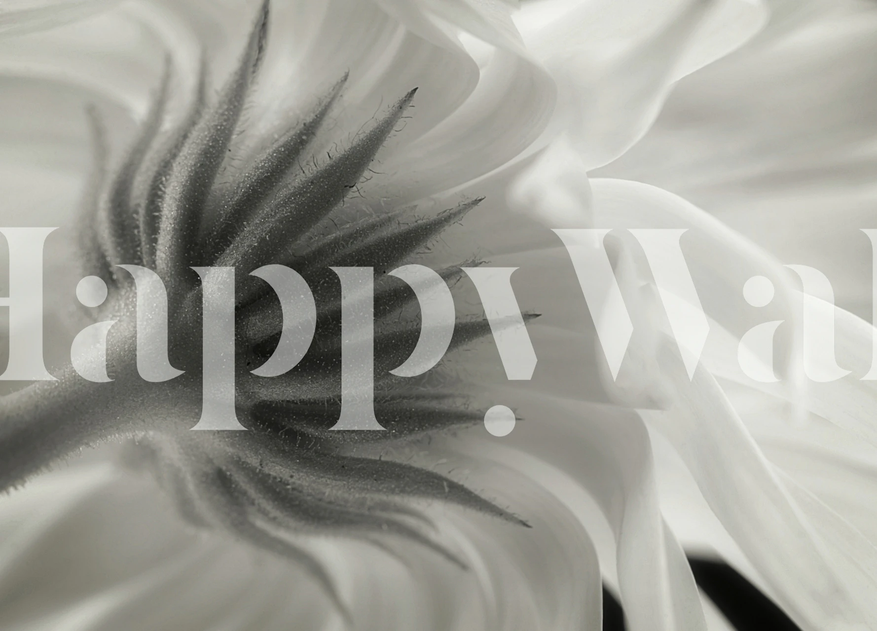 Black and white floral design with intricate textures wallpaper